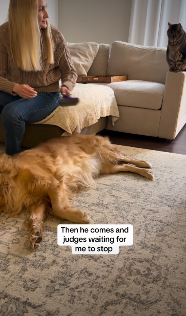 Ljubomorni mačak Milo nasmejao je milione kada je pokušao da preotme pažnju vlasnice (VIDEO)