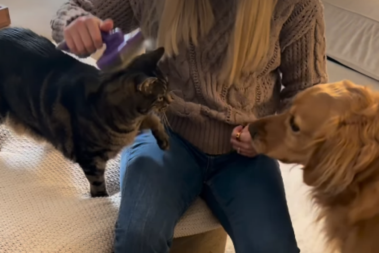 Ljubomorni mačak Milo nasmejao je milione kada je pokušao da preotme pažnju vlasnice (VIDEO)