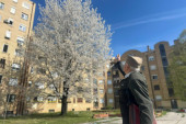 Još i danas zamiriše trešnja: Mirko iz Čačka posadio drvo pre 33 godine, sada ponosno stoji ispred gorostasa (FOTO)