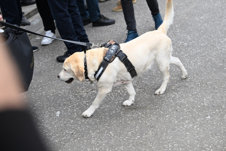 Tužno, pretužno: I pas porodice Vujošević bio na Duškovoj sahrani (FOTO)