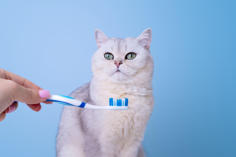 Mnoge je ganulo objašnjenje zašto mačke vole četkanje vlažnom četkicom za zube (VIDEO)