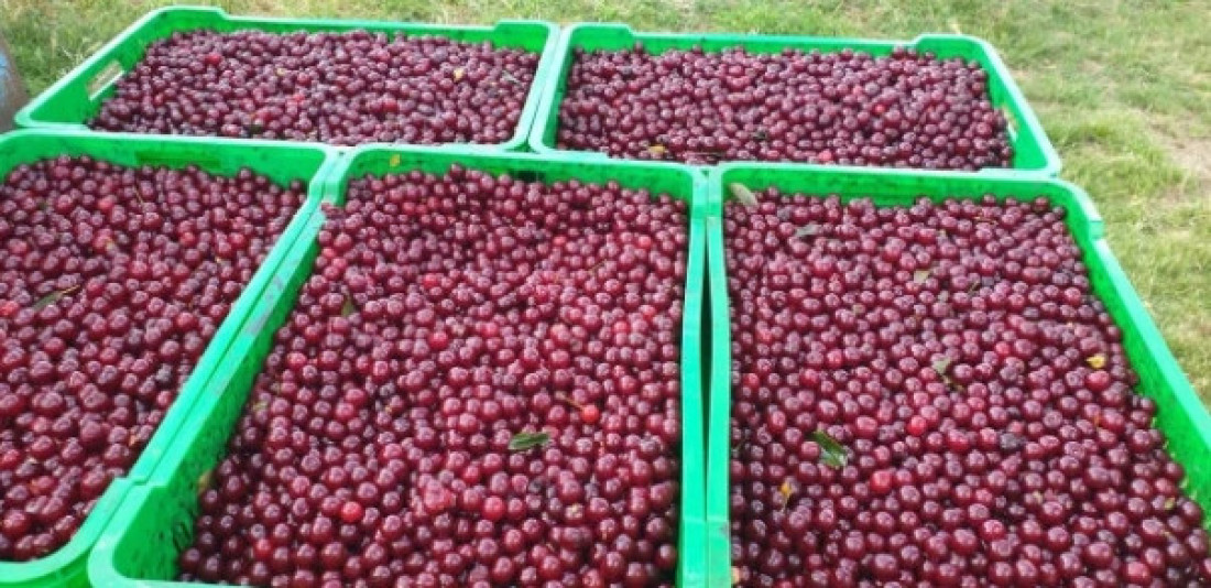 Sa fakulteta na selo: Goranu je višnja glavni motiv (FOTO)