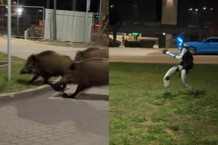Ovde čuva Edek! Robot rasterao divlje svinje sa ulica i postao potpuni hit na internetu (VIDEO)