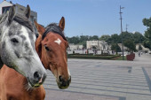 Konji ležerno šetaju centrom grada: Građani zbunjeni, događaj izazvao lavinu komentara (VIDEO)