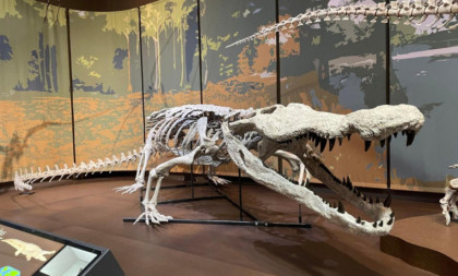 Prvi realističan prikaz „ubice dinosaurusa“: Džinovski krokodil veličine autobusa (FOTO)