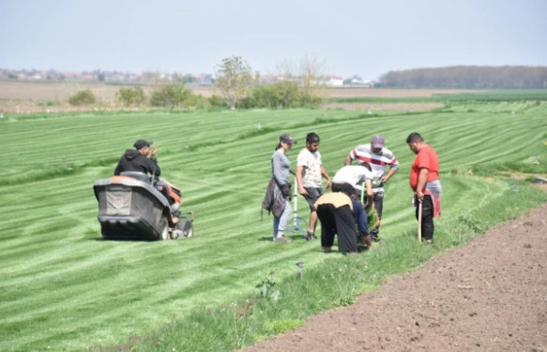Penzioner uzgaja travu: Niko neće da radi, a prodaje se za malo bogatstvo (FOTO)