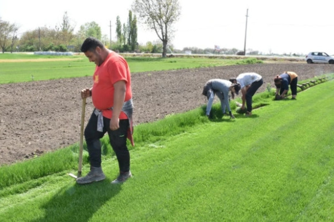 Penzioner uzgaja travu: Niko neće da radi, a prodaje se za malo bogatstvo (FOTO)