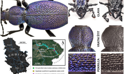 Neverovatno otkriće: U Srbiji pronađen insekt kog niko nije očekivao da vidi na našim prostorima (FOTO)