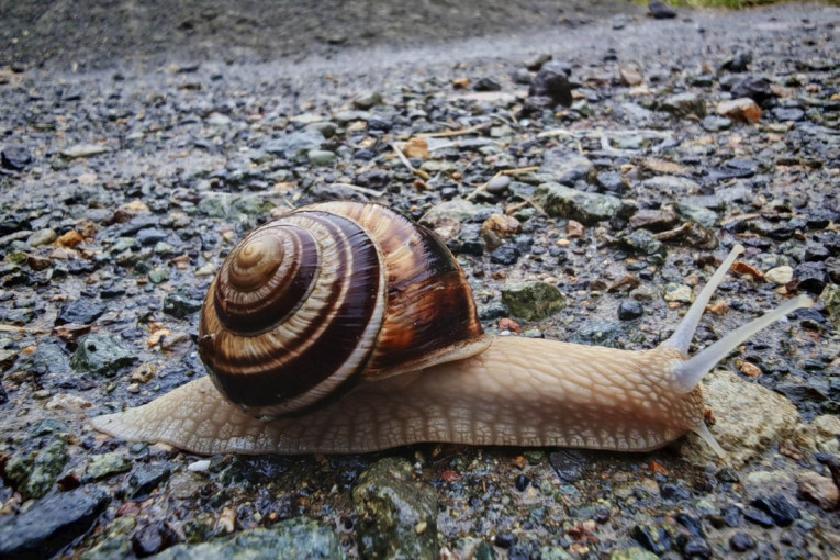Neverovatno otkriće: U Srbiji pronađen insekt kog niko nije očekivao da vidi na našim prostorima (FOTO)