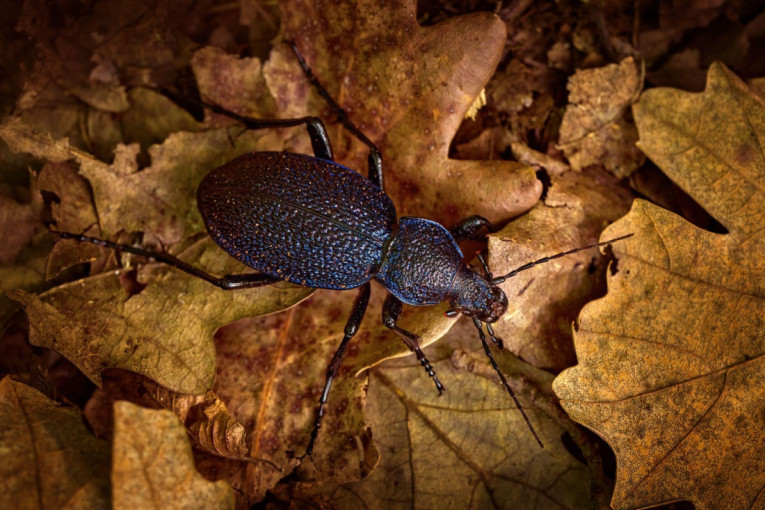 Neverovatno otkriće: U Srbiji pronađen insekt kog niko nije očekivao da vidi na našim prostorima (FOTO)