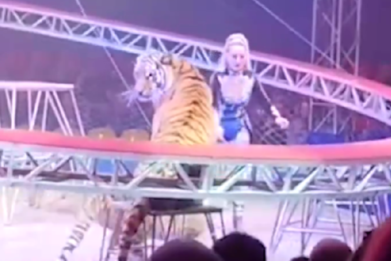 Haos na predstavi: Tigar izašao iz ringa i krenuo ka tribinama (VIDEO)