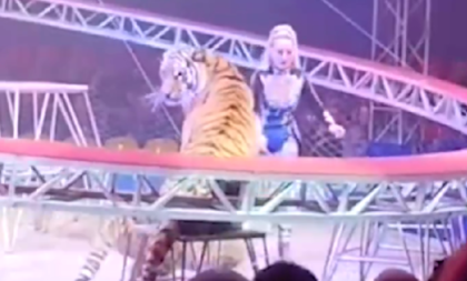 Haos na predstavi: Tigar izašao iz ringa i krenuo ka tribinama (VIDEO)