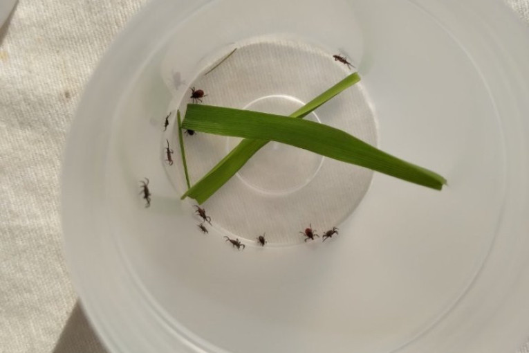 "Čistoća" sutra započinje prolećnu akciju suzbijanja krpelja