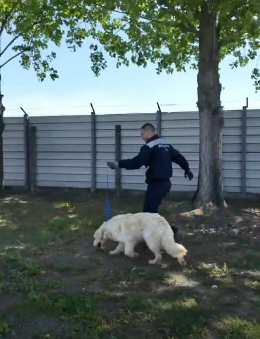 Da li je ovo najbolji azil u Srbiji? Pogledajte kako javno preduzeće u Rumi brine o napuštenim životinjama