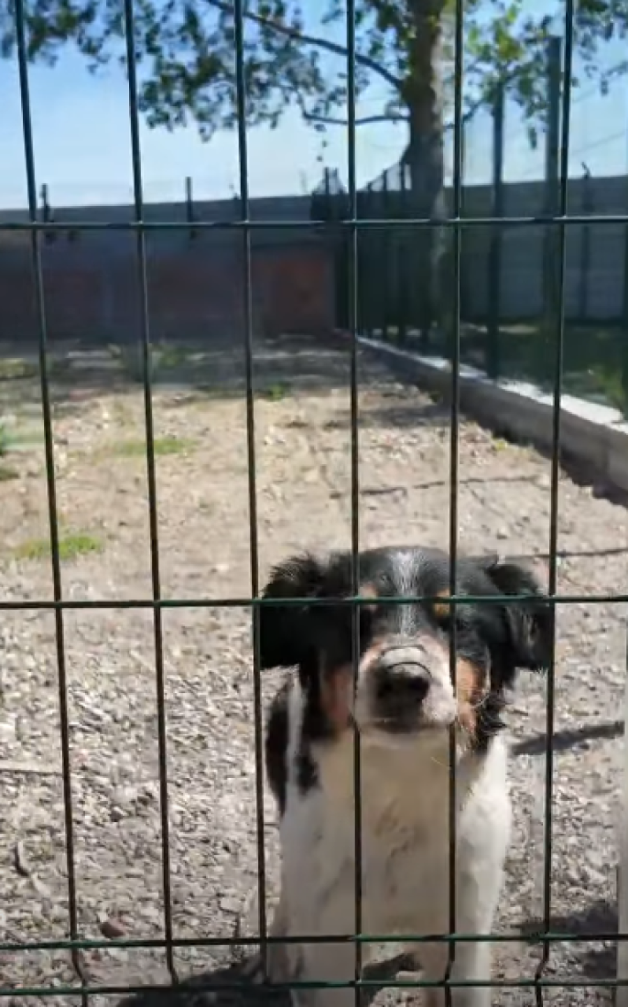 Da li je ovo najbolji azil u Srbiji? Pogledajte kako javno preduzeće u Rumi brine o napuštenim životinjama