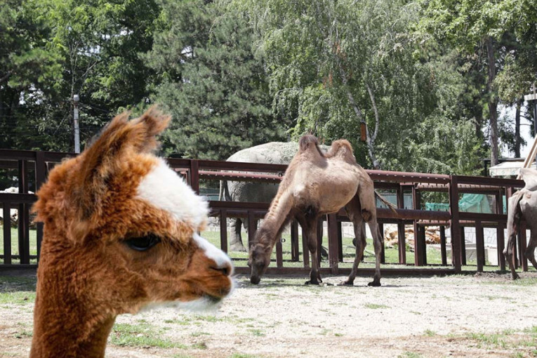 Zvezda Beo zoo vrta dobila konkurenciju: Posle kamile stigla i alpaka, evo zašto nikako ne treba da je gledate u oči