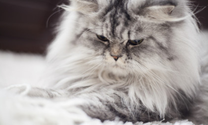 Mislite da je samo linjanje? Evo kada opadanje mačje dlake postaje razlog za brigu