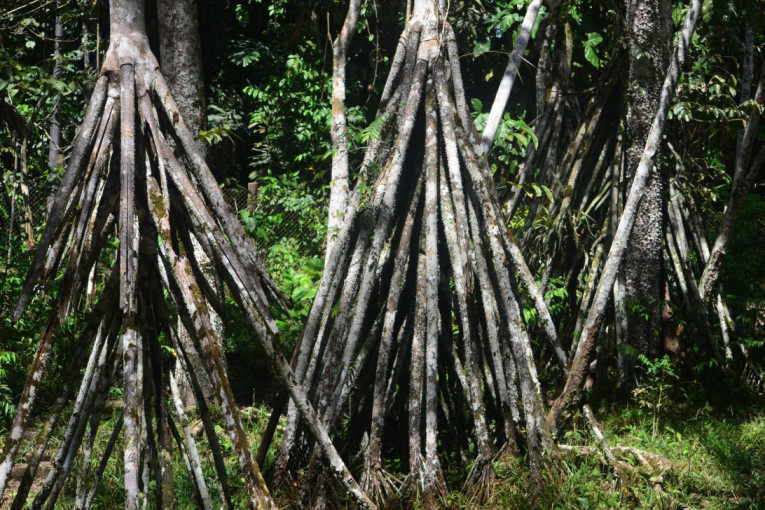 Nerazjašnjena misterija iz prašume: "Hodajuće drvo" zbunilo naučnike širom sveta (FOTO)
