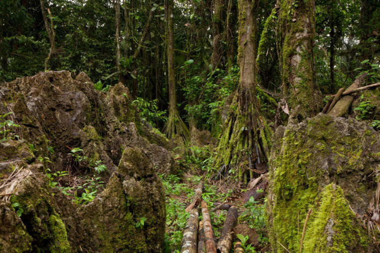 Nerazjašnjena misterija iz prašume: "Hodajuće drvo" zbunilo naučnike širom sveta (FOTO)