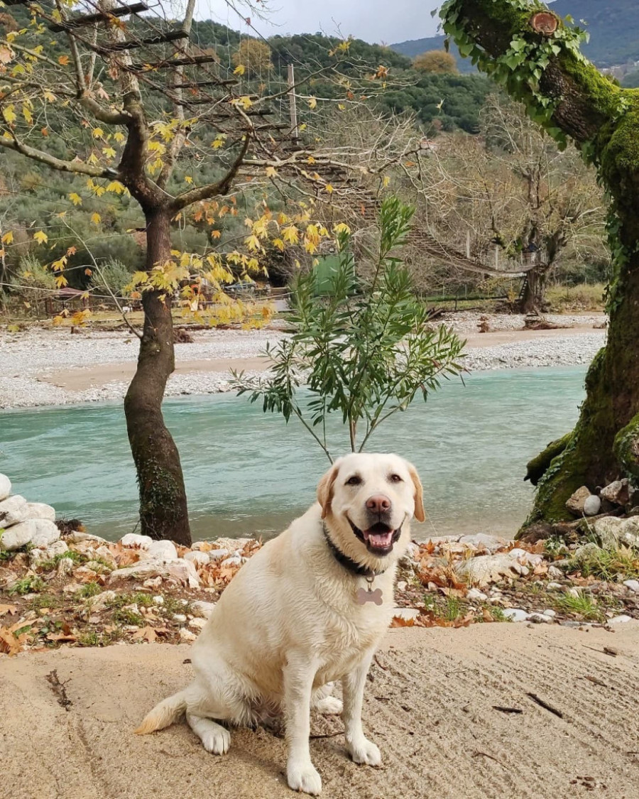 Upozorenje pre simptoma: Neverovatna priča o Šugar, psu koji detektuje promene u telu (FOTO)
