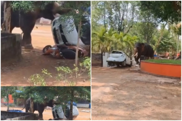 Pomahnitali slon surlom udarao u parkirana vozila i bacao automobile! Ubio jednog čoveka (VIDEO)