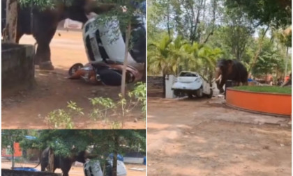 Pomahnitali slon surlom udarao u parkirana vozila i bacao automobile! Ubio jednog čoveka (VIDEO)