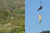 Biznismen nestao, glavni osumnjičeni naduveni krokodil: Jedva ga izvukli iz reke, u njemu našli šest pari obuće (VIDEO)