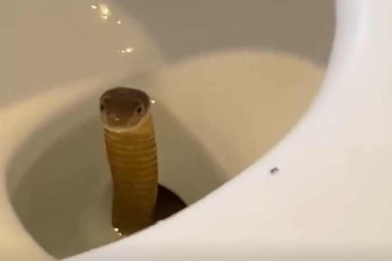 Sprema im se dejt: Dve pande putuju u Ameriku, ali pre puta moraju da se upoznaju! Ovaj potez podsetio na čuveni poklon Mao Cedunga Niksonu!