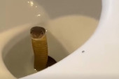 Šok u hotelu: Turista ugledao kobru u WC šolji, rešio je jednim potezom! (VIDEO)