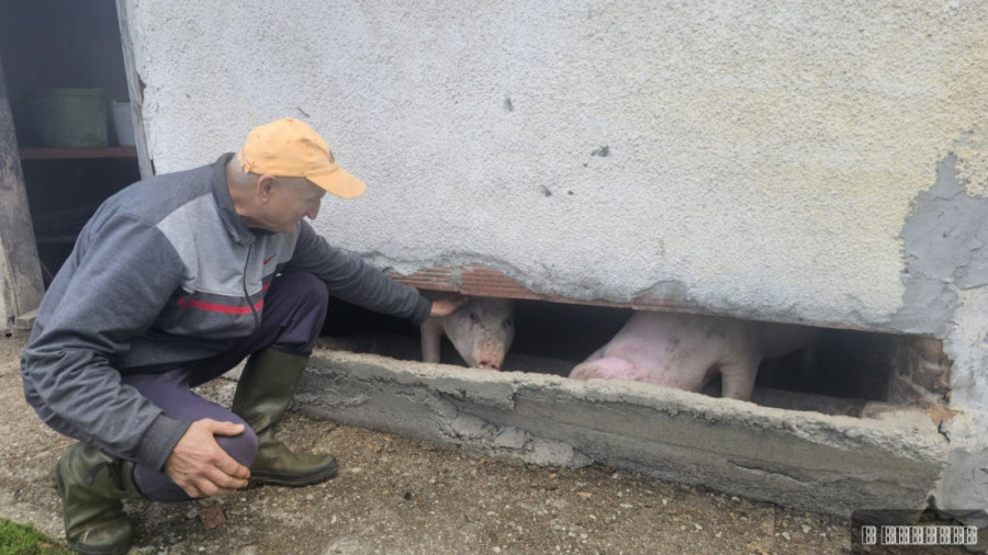 Čudo neviđeno pod Maljenom: Rodilo se prase bez ušiju - domaćini ga obožavaju i već mu dali simpatično ime (FOTO)