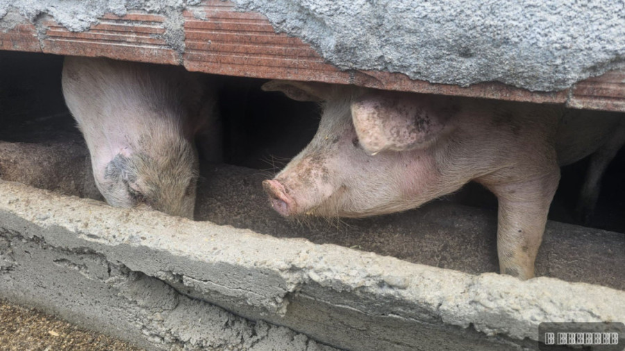 Čudo neviđeno pod Maljenom: Rodilo se prase bez ušiju - domaćini ga obožavaju i već mu dali simpatično ime (FOTO)