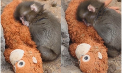 Drama u zoo-vrtu kod Tokija: Neobičan duo upao u prostor životinje o kojoj bruji internet (VIDEO)