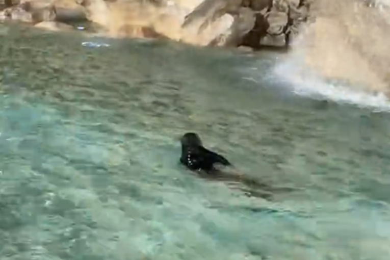 Turista uskočio u Fontanu di Trevi i zaplivao: Gorko je zažalio zbog toga (VIDEO)