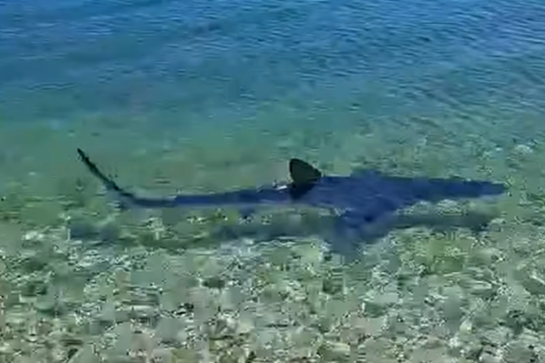 Panika na plaži u Grčkoj! Ajkula snimljena u plićaku, u blizini kupača (VIDEO)
