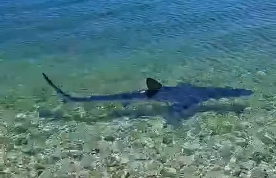 Krv u moru, muškarac nije imao šanse! Ajkula ga rastrgla pred samom obalom
