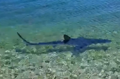 Panika na plaži u Grčkoj! Ajkula snimljena u plićaku, u blizini kupača (VIDEO)