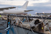 Srbija otvorila novo tržište: Ispraćen prvi avion sa živom jagnjadi za Alžir (FOTO/VIDEO)