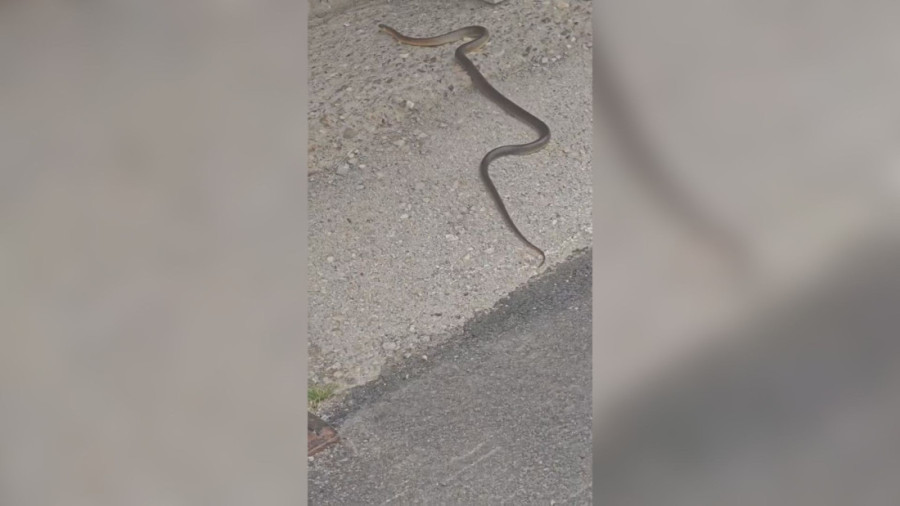 Drama na Petrovaradinskoj tvrđavi: Muškarac pao sa bedema!