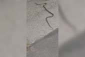 Haos u centru Čačka! Velika zmija gmizala ulicom pa završila u dvorištu kuće, građani van sebe