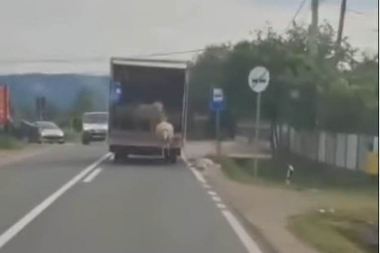 Jeziv snimak iz Kruševca: Životinje padale iz kamiona kao domine, javnost šokirana! (VIDEO)