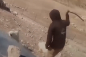 Iživljavanje Izraelca na Zapadnoj obali zgrozilo svet: Premlatio psa, pa oborio ženu sa detetom dok joj je odvodio stoku (VIDEO)