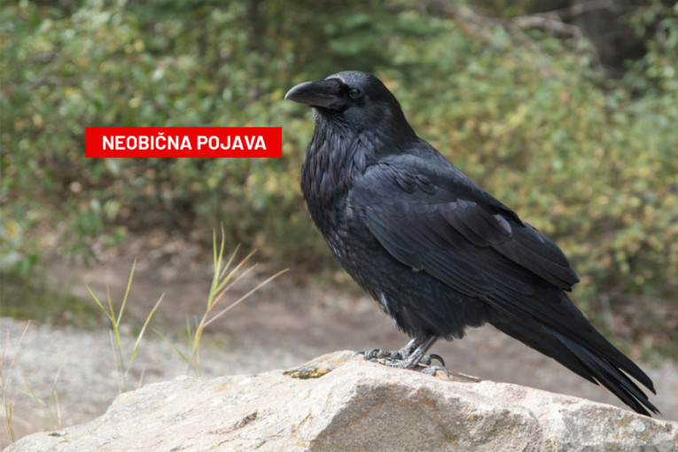 Spasite nečiji život: Institut za transfuziju hitno traži davaoce ovih krvnih grupa!