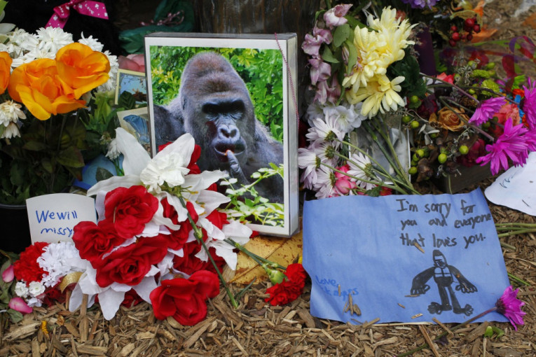 Deset godina od smrti gorile koja je zaludela internet: Zašto Harambe i dalje deli ljude?