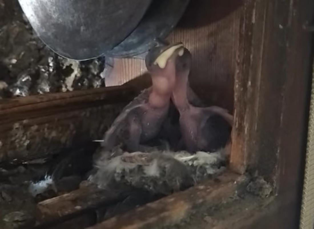 Sara Pavkov saopštila dobre vesti: Mladunci bele čiope dobro, u toku zbrinjavanje i hranjenje (FOTO/VIDEO)