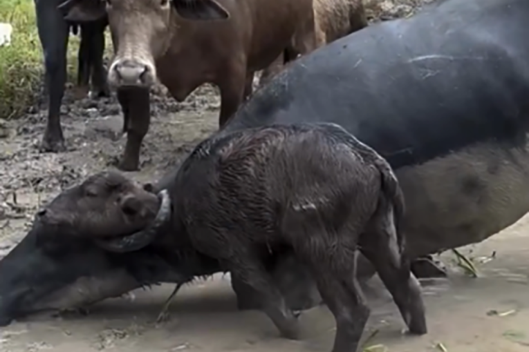 Mama, skini ga s roga! Urnebesna scena iz blata zapalila internet (VIDEO)