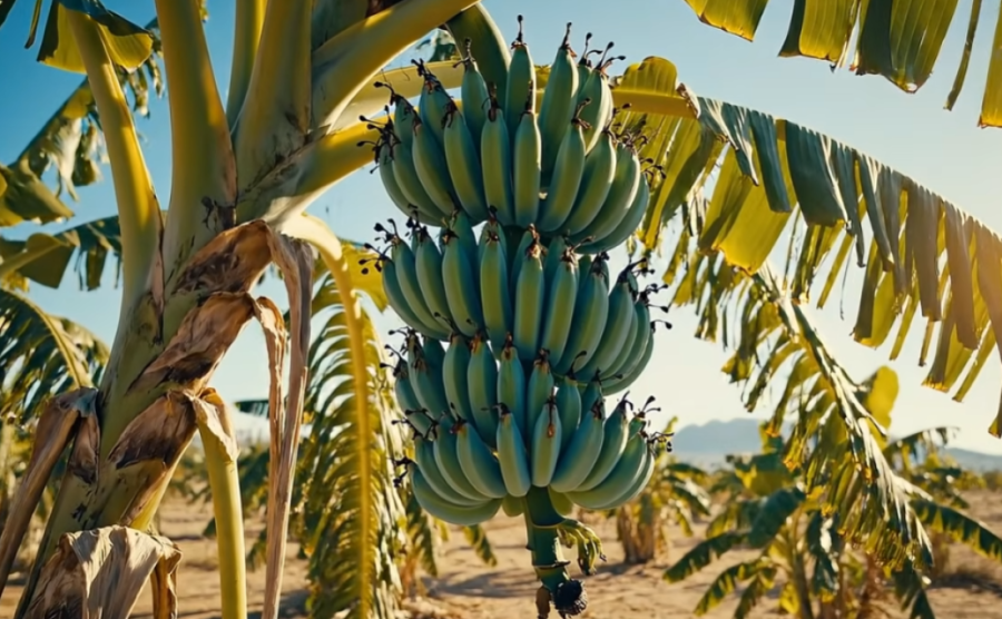Neobično voće: Banana koja iznenađuje i zbunjuje stručnjake (FOTO)