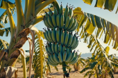Neobično voće: Banana koja iznenađuje i zbunjuje stručnjake (FOTO)