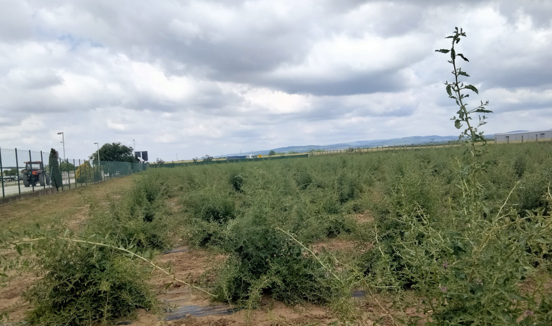 Sve spremno za berbu godži bobica: Stižu sok i čaj crvenih dijamanata sa Fruške gore (FOTO)
