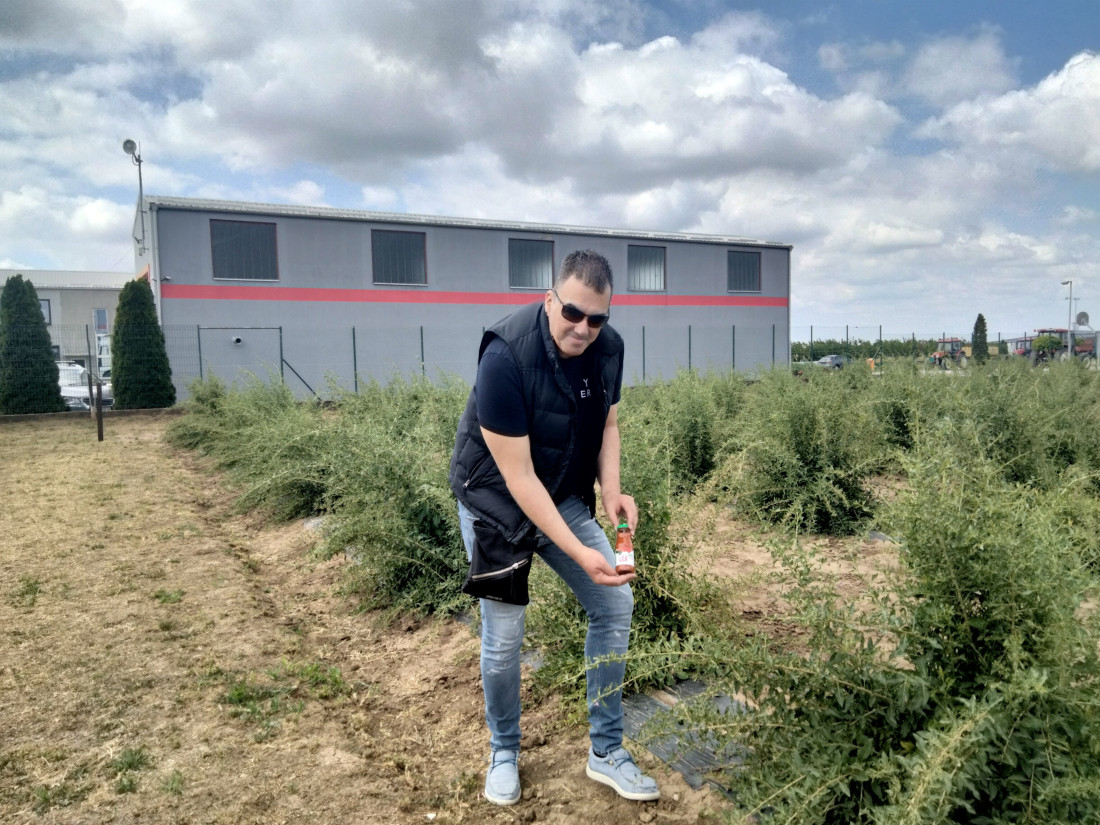 Sve spremno za berbu godži bobica: Stižu sok i čaj crvenih dijamanata sa Fruške gore (FOTO)