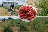 Sve spremno za berbu godži bobica: Stižu sok i čaj crvenih dijamanata sa Fruške gore (FOTO)